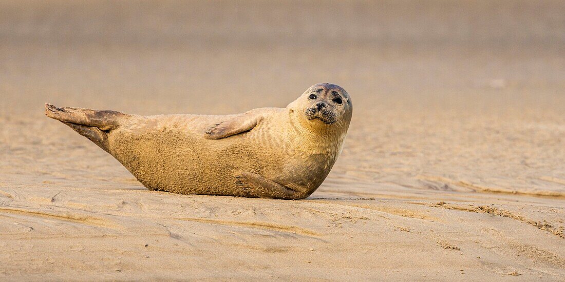 Frankreich, Pas de Calais, Opalküste, Berck sur Mer, Seehund (Phoca vitulina), Seehunde sind heute eine der Haupttouristenattraktionen in der Somme-Bucht und an der Opalküste