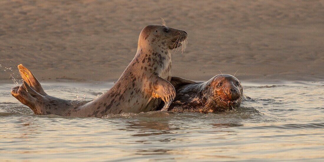 "Frankreich, Pas de Calais, Authie Bay, Berck sur Mer, Kegelrobbenspiele (Halichoerus grypus), zu Beginn des Herbstes ist es üblich, die Kegelrobben zu beobachten, wie sie miteinander spielen und einen Kampf simulieren; dies ist auch ein Zeichen dafür, dass die Paarungszeit naht"