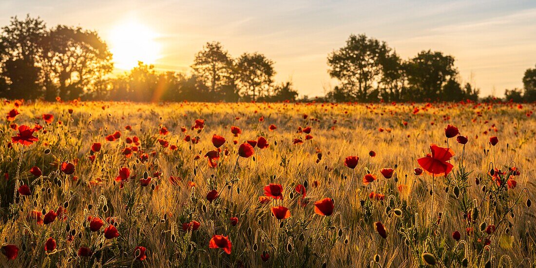 France, Somme, Bay of the Somme, Saint-Valery-sur-Somme, The fields of poppies between Saint-Valery-sur-Somme and Pendé have become a real tourist attraction and many people come to photograph there\n