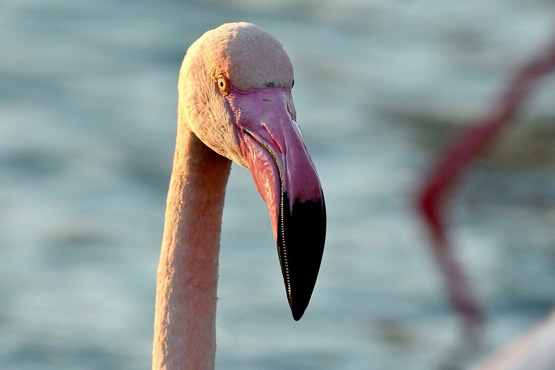 France, Bouches du Rhone, Camargue, Pont de Gau reserve, Flamingos (Phoenicopterus roseeus)\n