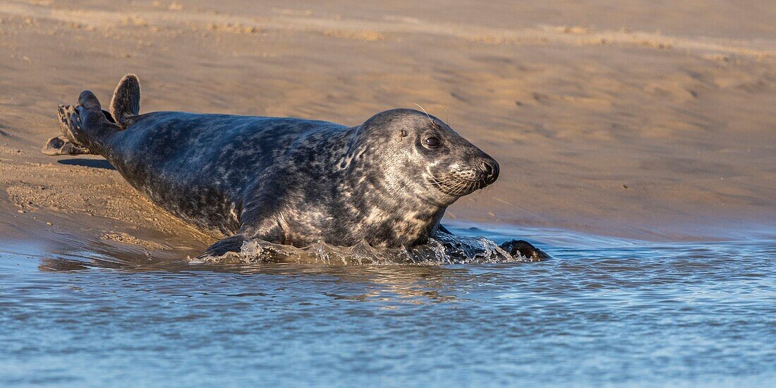 Frankreich, Pas de Calais, Opalküste, Berck sur Mer, Kegelrobbe (Halichoerus grypus), Robben sind heute eine der wichtigsten Touristenattraktionen der Somme-Bucht und der Opalküste