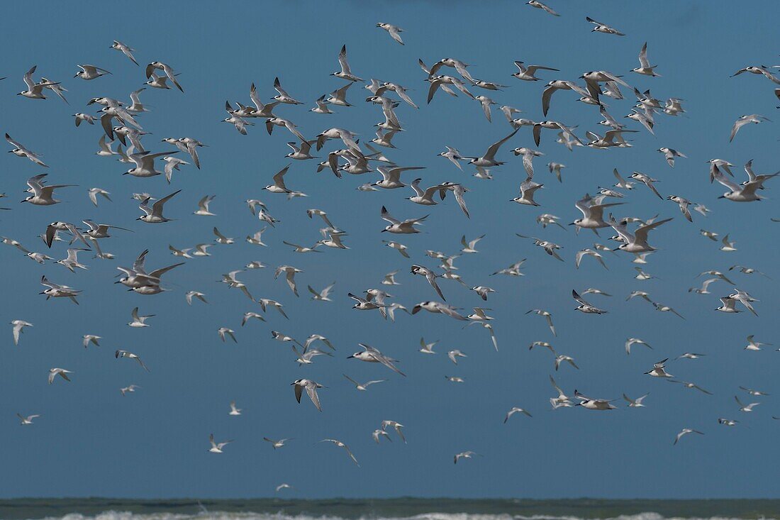 France, Pas de Calais, Berck sur Mer, Caugek Terns (Thalasseus sandvicensis, Sandwich Tern) on the beach in autumn\n