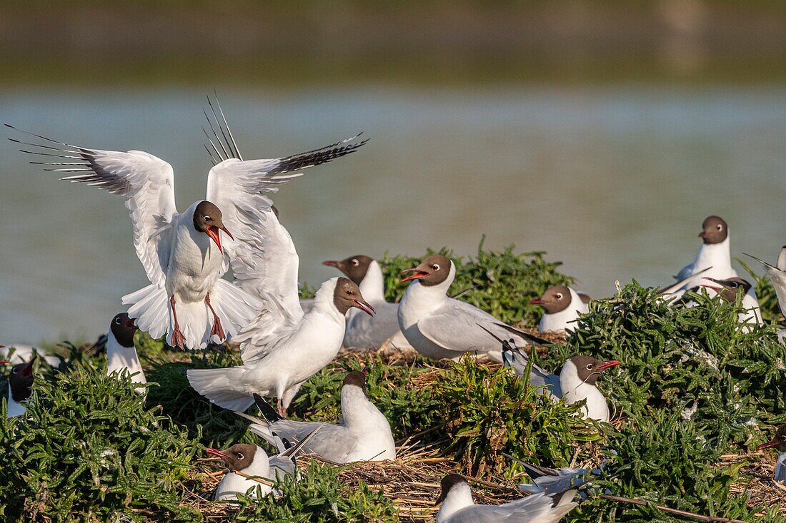 France, Somme, Bay of the Somme, Crotoy Marsh, Le Crotoy, every year a colony of black-headed gulls (Chroicocephalus ridibundus - Black-headed Gull) settles on the islets of the Crotoy marsh to nest and reproduce\n