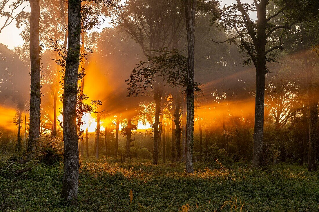 Frankreich, Somme, Crécy-en-Ponthieu, Sonnenstrahlen im Nebel im Wald von Crécy