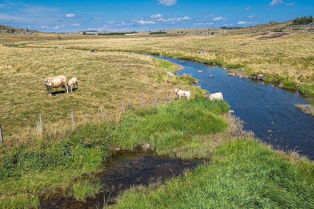 France, Lozere, Aubrac Regional Nature Reserve, surroundings of Marchastel along the Via Podiensis, one of the French pilgrim routes to Santiago de Compostela or GR 65, Le Bes river\n