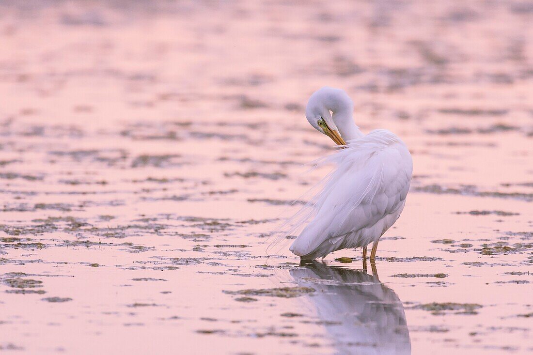 France, Somme, Somme Bay, Le Crotoy, Crotoy Marsh, Great Egret (Ardea alba) doing his toilet\n