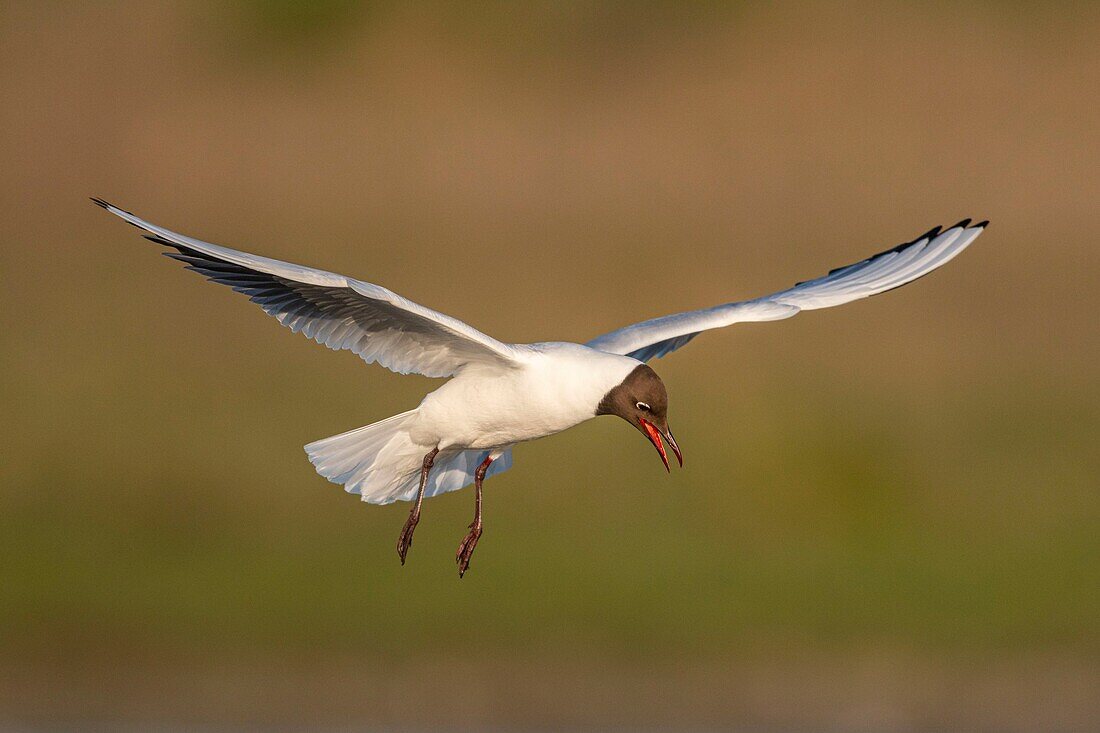 France, Somme, Bay of the Somme, Crotoy Marsh, Le Crotoy, every year a colony of black-headed gulls (Chroicocephalus ridibundus - Black-headed Gull) settles on the islets of the Crotoy marsh to nest and reproduce\n