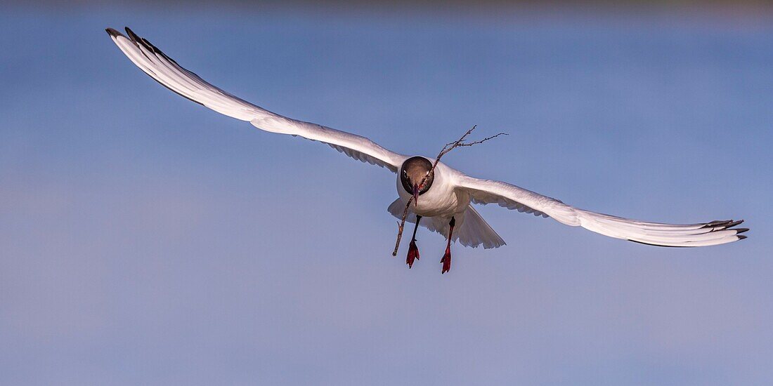 Frankreich, Somme, Baie de Somme, Le Crotoy, Der Sumpf von Crotoy empfängt jedes Jahr eine Kolonie von Lachmöwen (Chroicocephalus ridibundus - Lachmöwe), die zum Nisten und zur Fortpflanzung auf Inseln in der Mitte der Teiche kommen, Möwen jagen dann Materialien für den Bau von Nestern