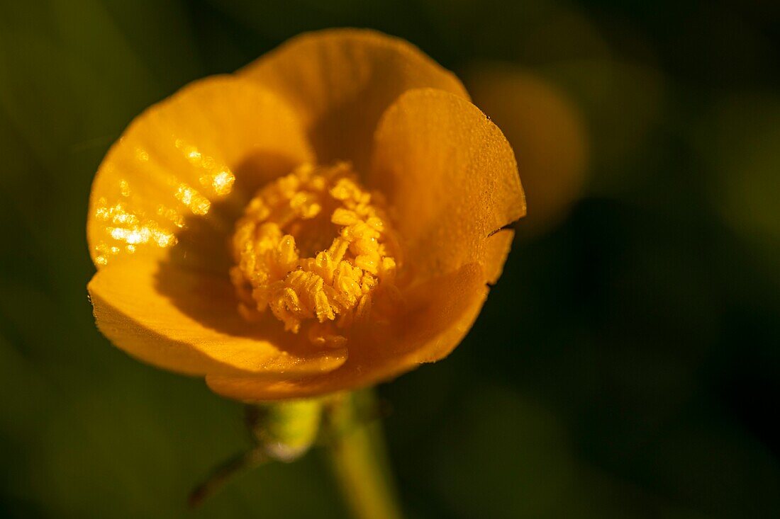 Frankreich, Ardennen, Carignan, Hahnenfuß (Ranunculus repens, Ranunculaceae) auf einer Weide im Frühling