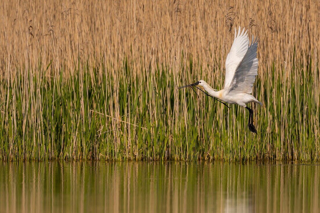 France, Somme, Somme Bay, Natural Reserve of the Somme Bay, Marquenterre Ornithological Park, Saint Quentin en Tourmont, in spring, the white Spoonbills (Platalea leucorodia Eurasian Spoonbill) come to look in this pond located near the heronry, the materials (plants, branches, roots ...) they need to build and consolidate the nest\n