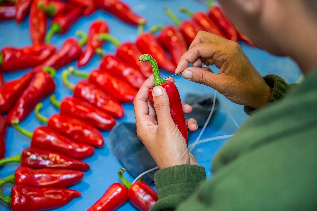 France, Pyrenees Atlantique, Basque Country, Ustaritz, exploitation of Espelette peppers\n