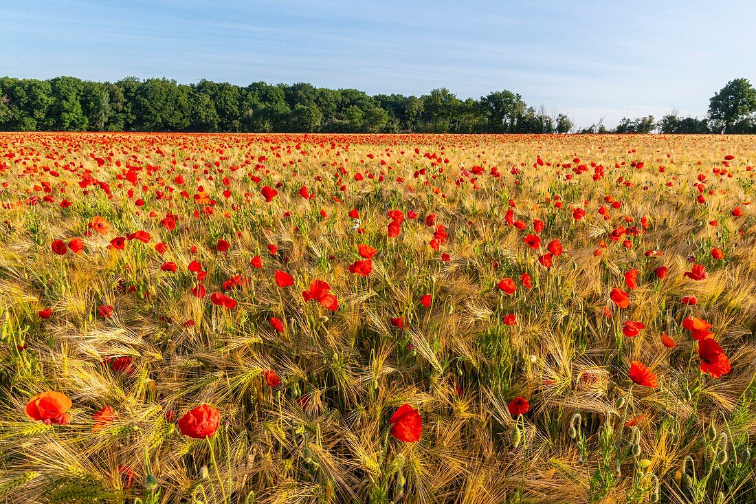 France, Somme, Bay of the Somme, Saint-Valery-sur-Somme, The fields of poppies between Saint-Valery-sur-Somme and Pendé have become a real tourist attraction and many people come to photograph there\n