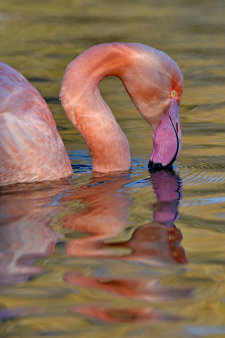 Frankreich, Bouches du Rhone, Camargue, Naturschutzgebiet Pont de Gau, Flamingos (Phoenicopterus roseeus)