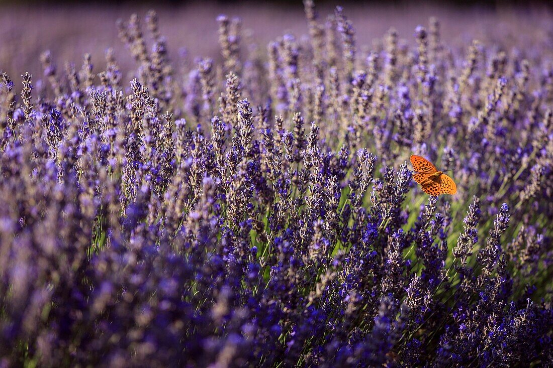 Frankreich, Vaucluse, regionaler Naturpark des Luberon, Bonnieux, Schmetterling Silberner Scheckenfalter (Argynnis paphia) im Flug über Lavendelblüten