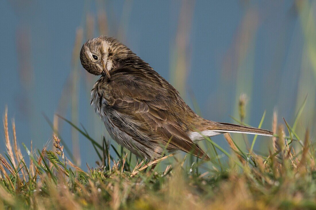 France, Somme, Baie de Somme, Cayeux sur Mer, The Hable d'Ault, Meadow Pipit (Anthus pratensis)\n