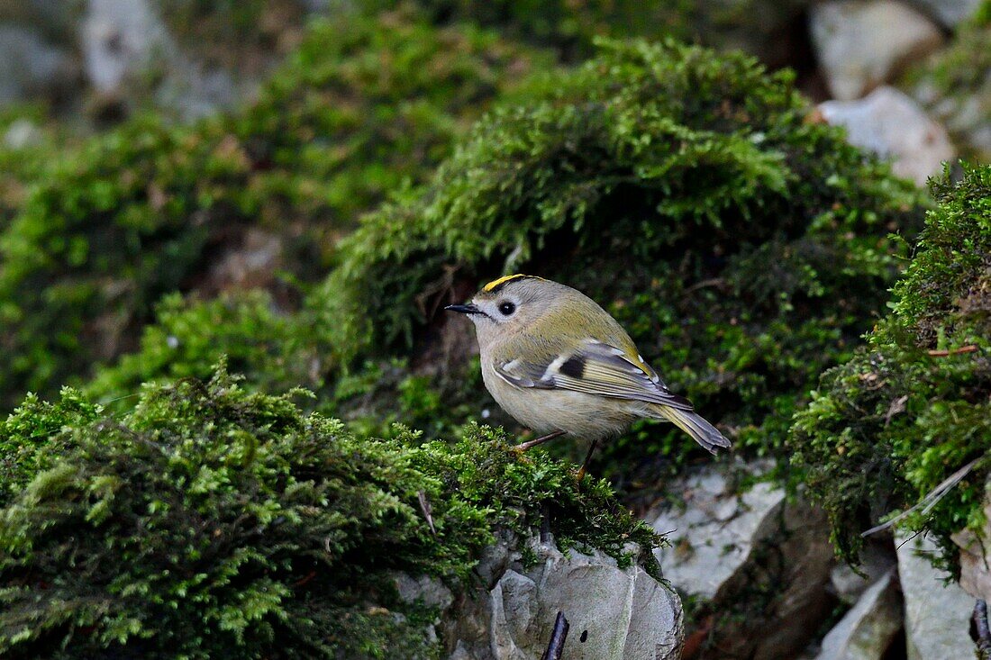 France, Doubs, Creuse Valley, bird, Crested Kingfish (Regulus regulus) hunting in the moss\n