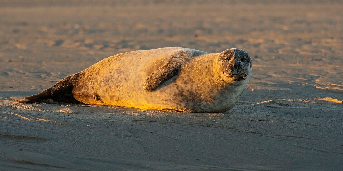 France, Pas de Calais, Authie Bay, Berck sur Mer, common seal (Phoca vitulina), at low tide the seals rest on the sandbanks from where they are chased by the rising tide\n