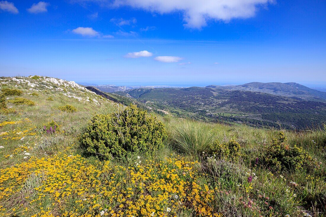 France, Alpes Maritimes, Parc Naturel Regional des Prealpes d'Azur, Coursegoules, Cheiron mountain, the village of Coursegoules and the coast of the Côte d'Azur in the background\n