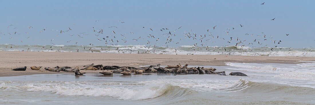 France, Somme, Somme Bay, Le Hourdel, The Hourdel seal colony on the sandbank while strong waves come to flood them\n