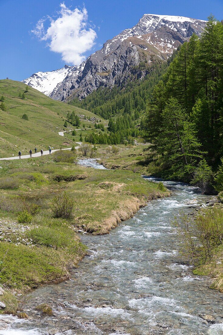 France, Hautes Alpes, Molines en Queyras, Queyras regional nature park, Agnel pass\n