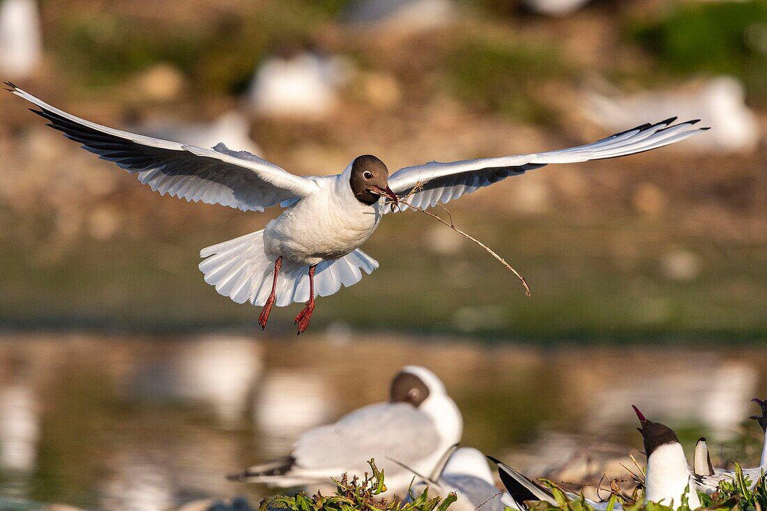 Frankreich, Somme, Somme-Bucht, Crotoy-Sumpf, Le Crotoy, jedes Jahr lässt sich eine Lachmöwenkolonie (Chroicocephalus ridibundus - Lachmöwe) auf den kleinen Inseln des Crotoy-Sumpfes nieder, um zu nisten und sich fortzupflanzen, die Vögel tragen die Äste für den Bau des Nestes