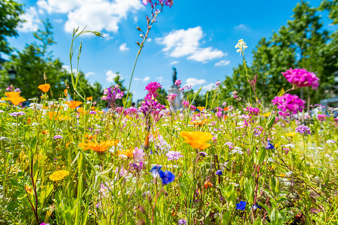 Frankreich, Paris, der Platz der Republik, bepflanzt für die Veranstaltung Biodiversität 2019 vom 21. bis 24. Juni 2019 (Gad Weil)