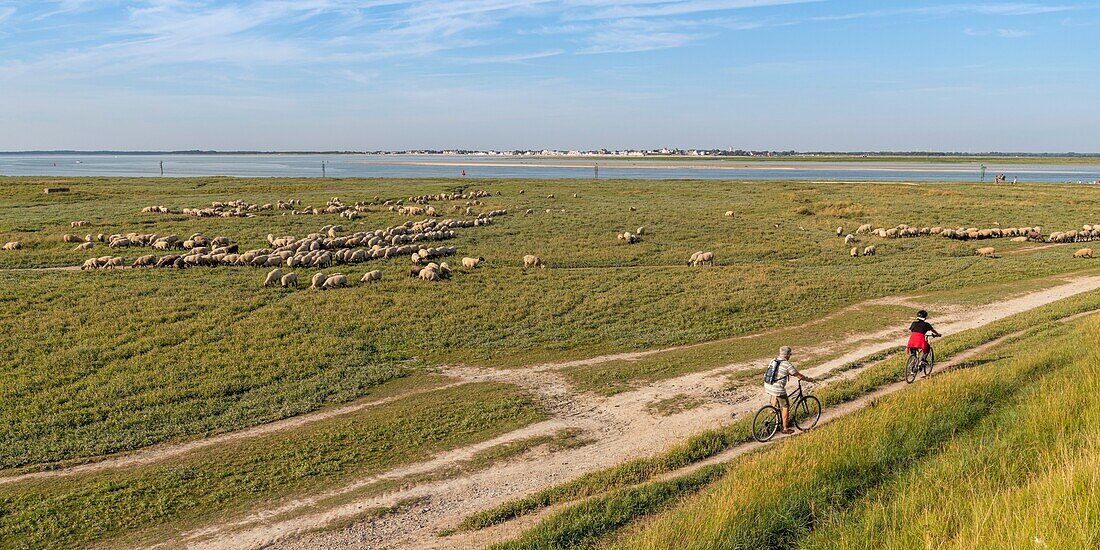 France, Somme, Somme Bay, Saint-Valery-sur-Somme, Cape Hornu, Flock of sheep of salted meadows at Cape Hornu facing Le Crotoy\n