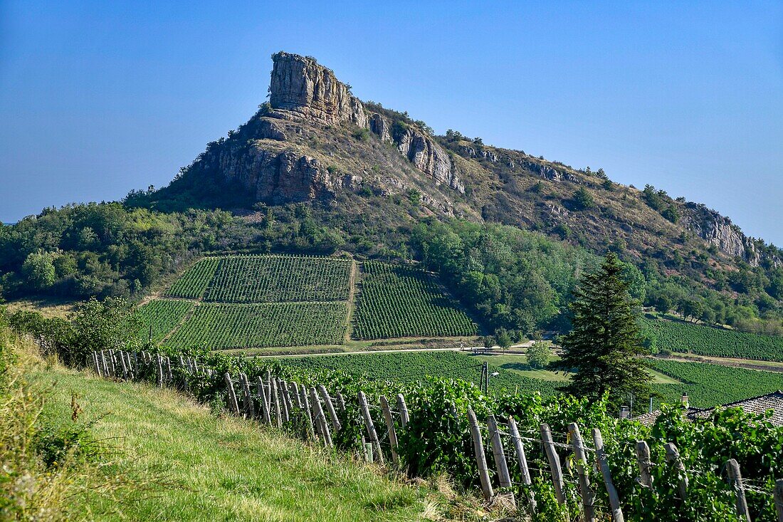 Frankreich, Saone et Loire, Solutre Pouilly, Weinberge auf einem Hügel mit dem Felsen von Solutre im Hintergrund