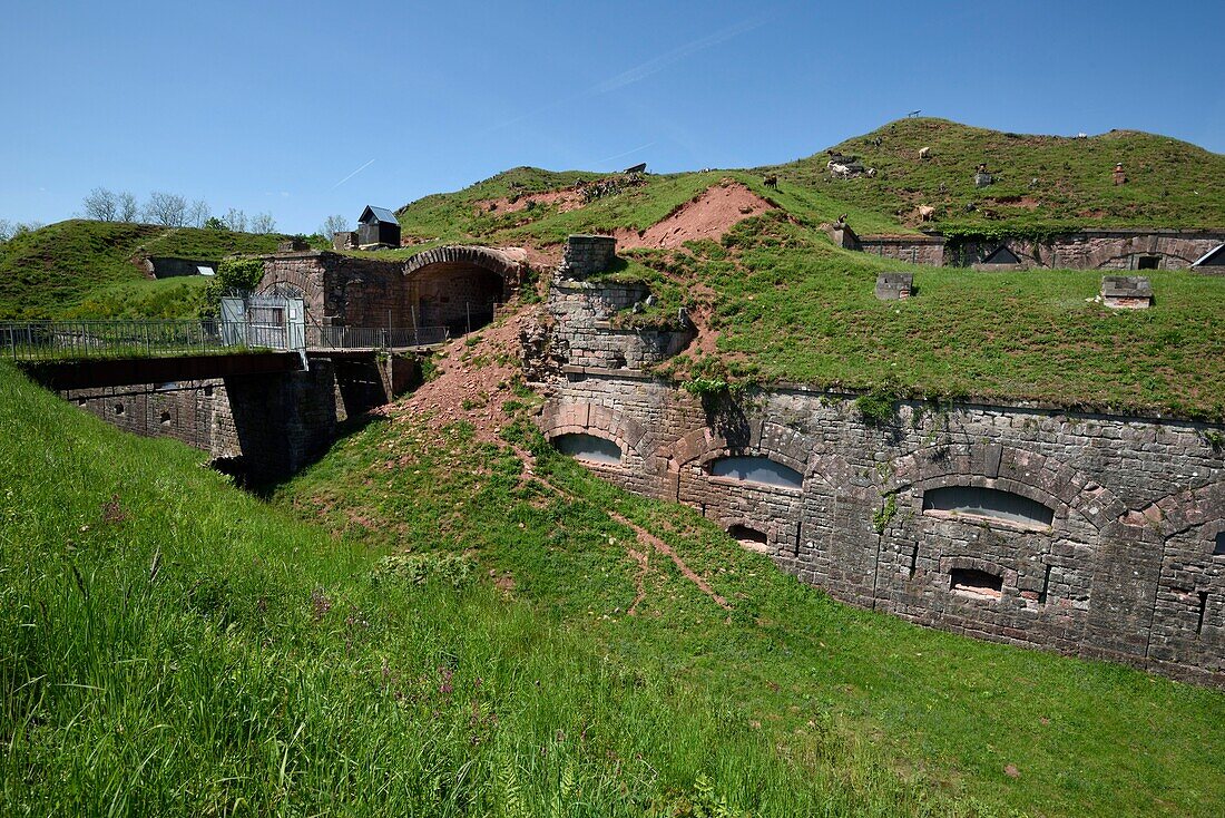 France, Territoire de Belfort, Giromagny, fort Dorsner built in 1875, fortified system Sere de Rivieres, maintenance by the goats\n