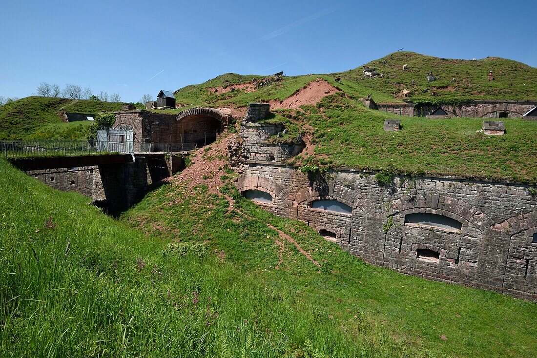 Frankreich, Territoire de Belfort, Giromagny, Fort Dorsner aus dem Jahr 1875, Festungsanlage Sere de Rivieres, Unterhalt durch die Ziegen