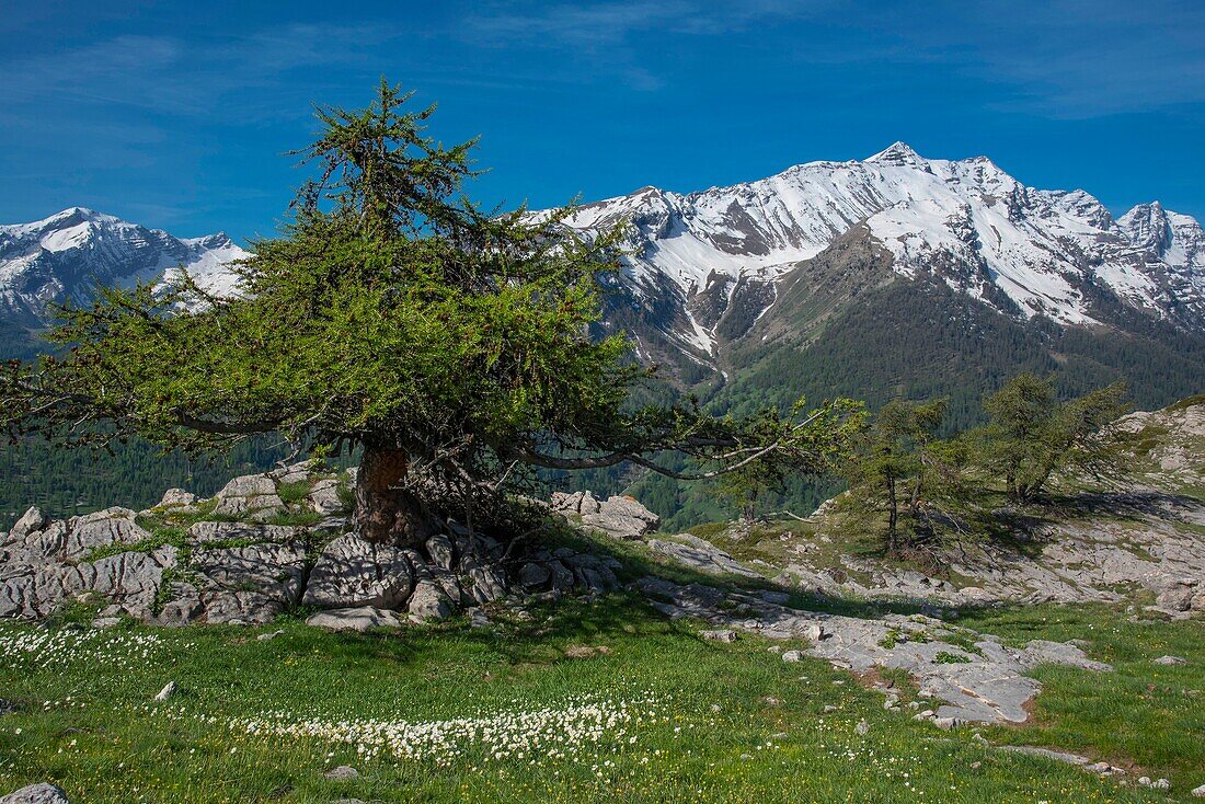 Frankreich, Hautes Alpes, Oisans-Massiv, Nationalpark Ecrins, Vallouise, Wanderung zur Pointe des Tetes, dem Gipfelplateau und dem Dormillouse-Kopf