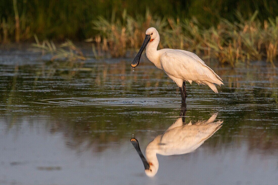 Frankreich, Somme, Somme-Bucht, Le Crotoy, Crotoy-Sumpf, Löffler (Platalea leucorodia Eurasian Spoonbill)