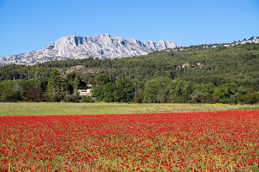 France, Bouches du Rhône, Pays d'Aix, Grand Site Sainte-Victoire, Beaurecueil, poppy field (Papaver rhoeas) facing Sainte-Victoire mountain\n