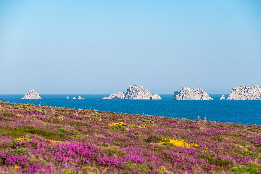 Frankreich, Finistere, Regionaler Naturpark Armorica, Halbinsel Crozon, Pointe de Dinan, Tas de Pois en fond im Hintergrund