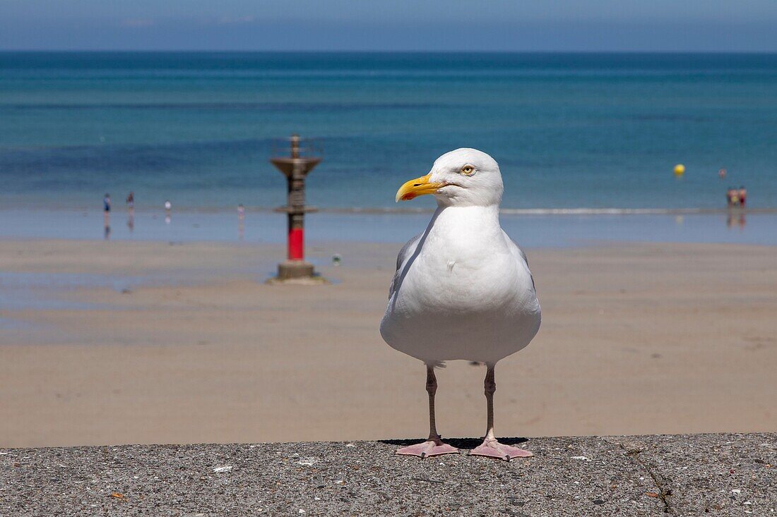 France, Manche, Cotentin, Granville, goeland\n