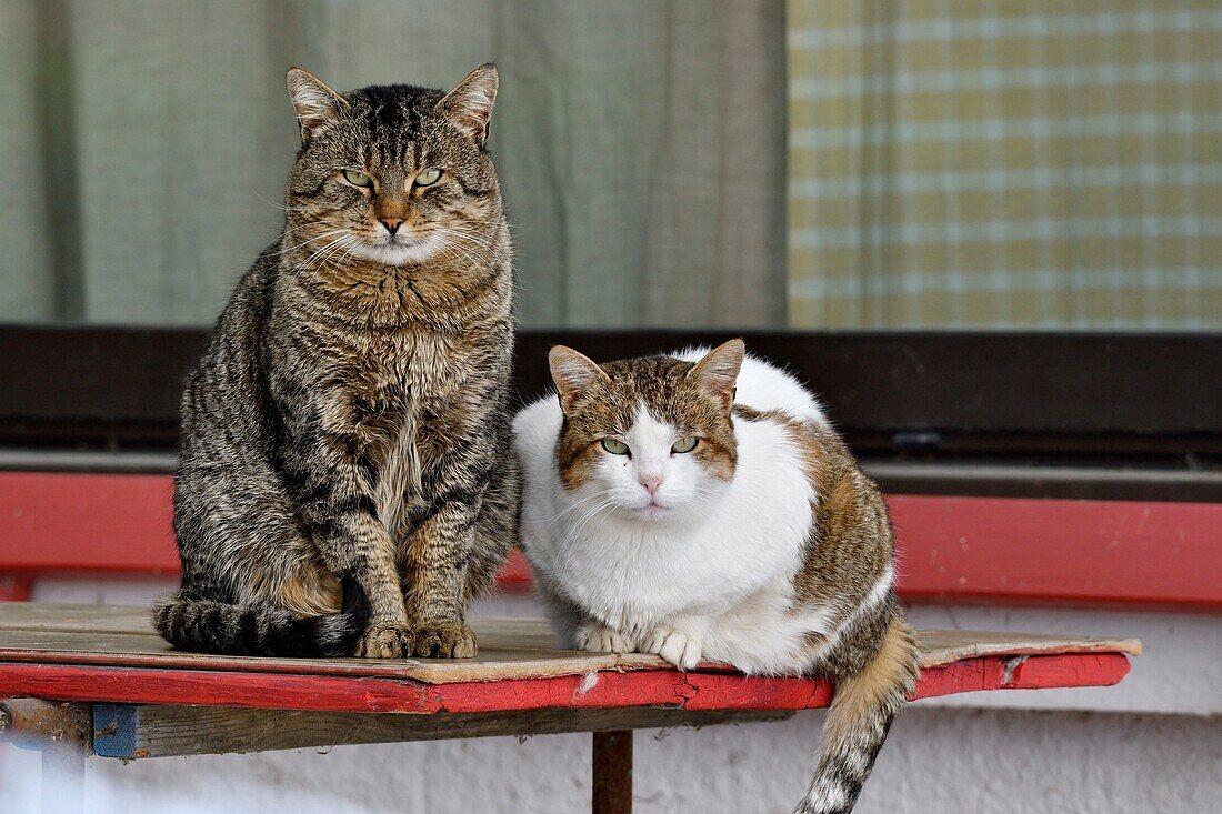 France, Bouches du Rhone, Camargue, domestic cats resting on the benches of a house terrace\n