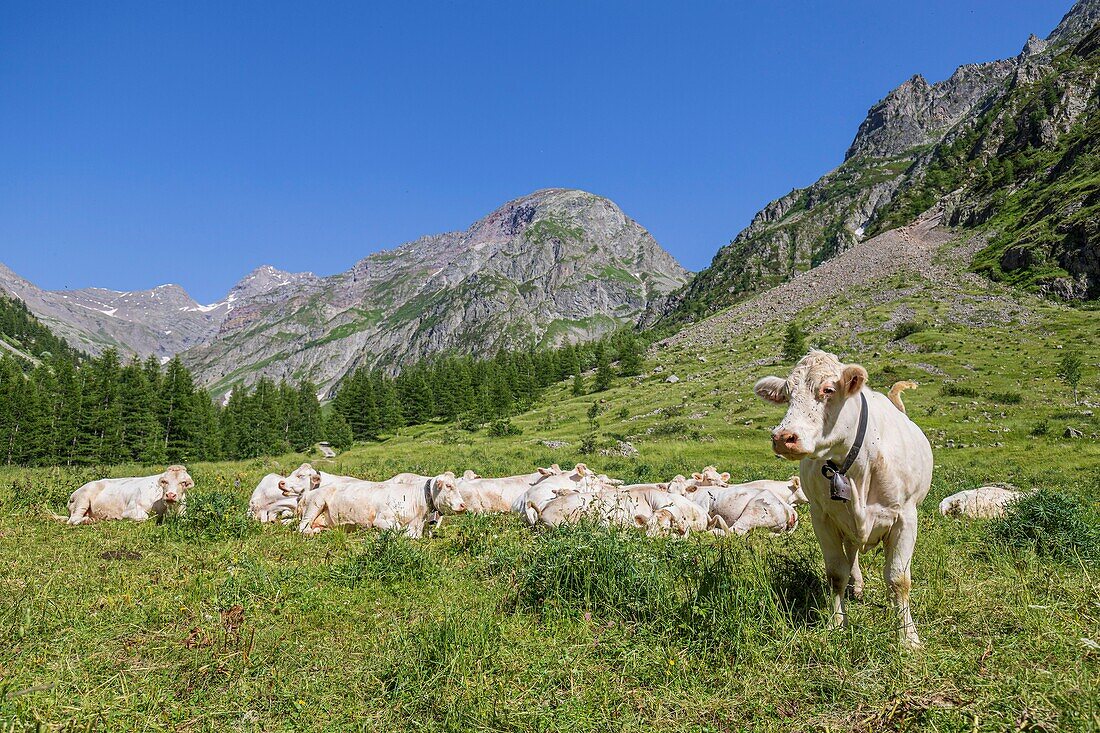 France, Hautes Alpes, Ecrins National Park, Champsaur Valley, Drac Valley of Champoléon, hiking on the GR country trail Tour du Vieux Chaillol, herd of Charolais cows\n