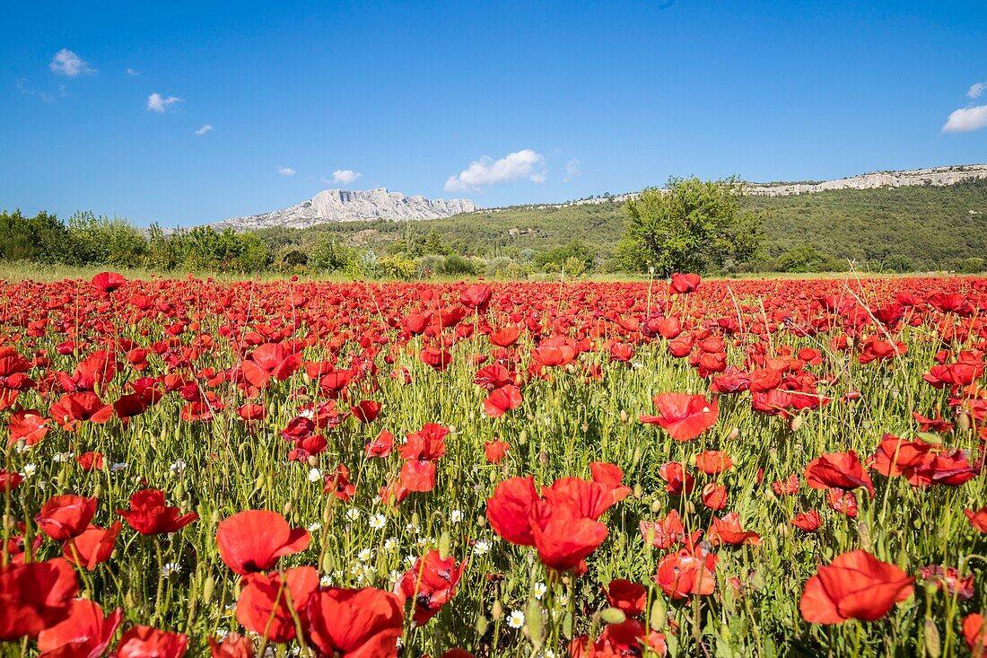 France, Bouches du Rhône, Pays d'Aix, Grand Site Sainte-Victoire, Beaurecueil, poppy field (Papaver rhoeas) facing Sainte-Victoire mountain\n