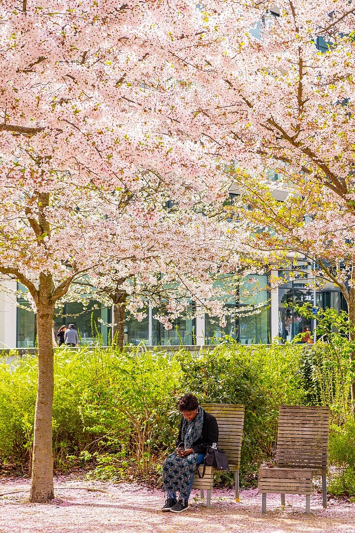 Frankreich, Hauts de Seine, Boulogne Billancourt, Billancourt-Park im Frühling