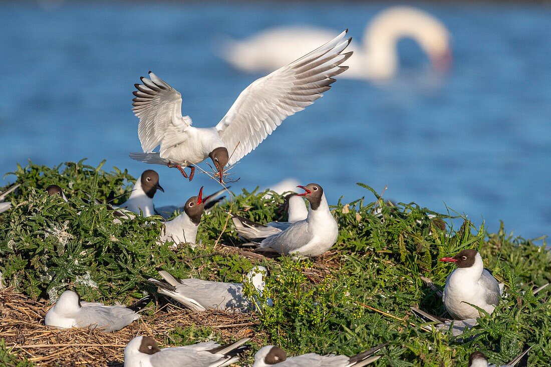 France, Somme, Baie de Somme, Le Crotoy, The marsh of Crotoy welcomes each year a colony of Black-headed Gull (Chroicocephalus ridibundus - Black-headed Gull) which come to nest and reproduce on islands in the middle of the ponds, seagulls then chase materials for the construction of nests\n