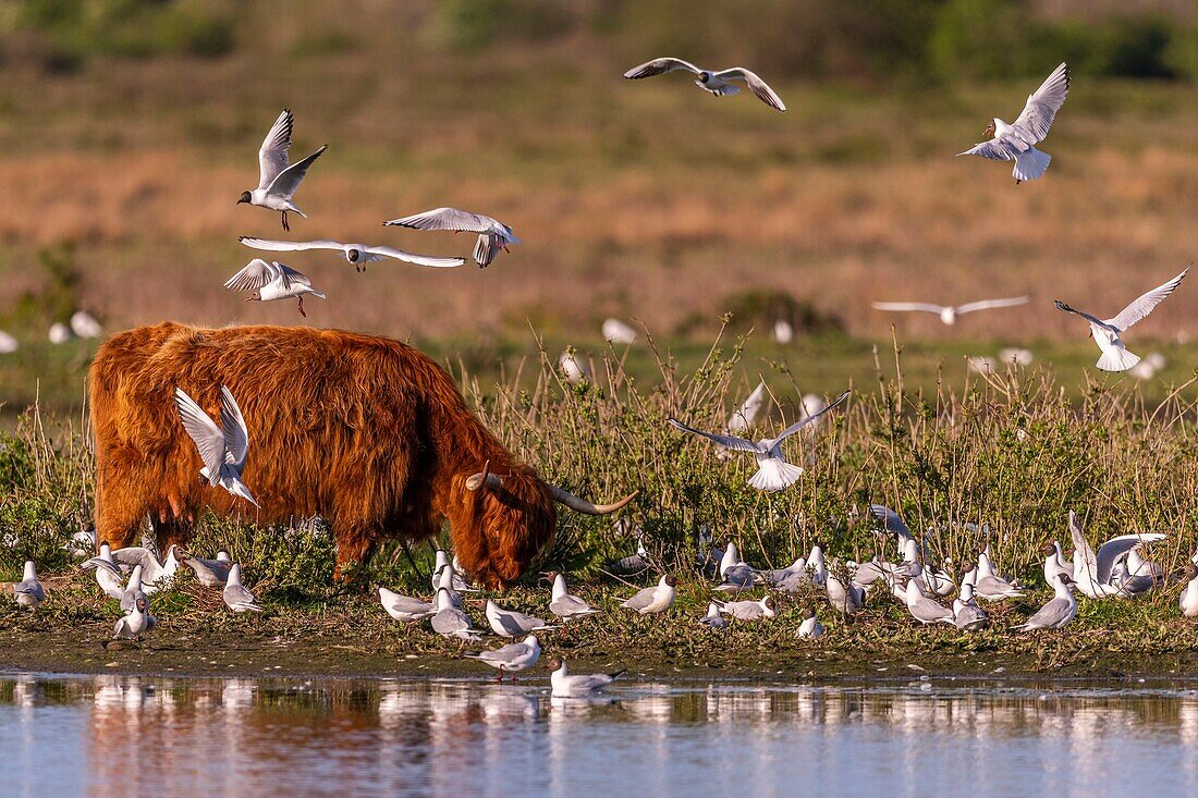 France, Somme, Baie de Somme, Le Crotoy, The marsh of Crotoy welcomes each year a colony of Black-headed Gull (Chroicocephalus ridibundus - Black-headed Gull) which come to nest and reproduce on islands in the middle of the ponds, sometimes the Scottish cows unfortunately come to trample the nests to graze on the islands, causing panic among the seagulls\n