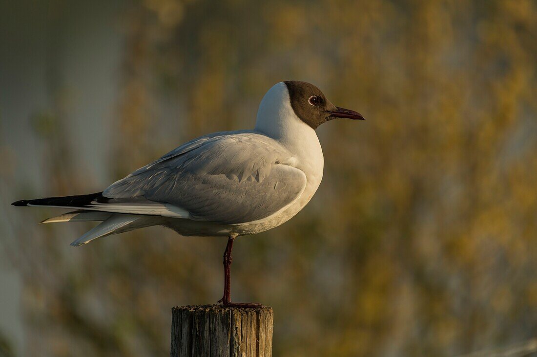 France, Somme, Baie de Somme, Le Crotoy, March of Le Crotoy, at spring the colony of black-headed gulls (Chroicocephalus ridibundusl) settles on the islets of the marsh ponds, gulls bring materials to build a rough nest and landings are the occasion for many battles and spats\n