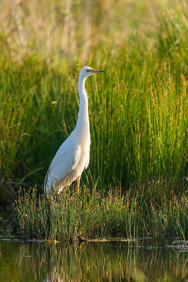 France, Somme, Somme Bay, Le Crotoy, Crotoy Marsh, Great Egret (Ardea alba) fishing in the pond\n
