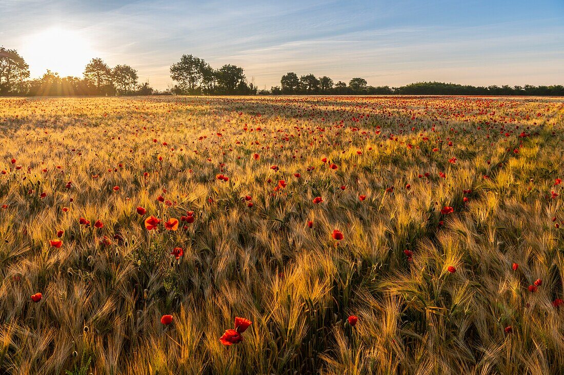 France, Somme, Bay of the Somme, Saint-Valery-sur-Somme, The fields of poppies between Saint-Valery-sur-Somme and Pendé have become a real tourist attraction and many people come to photograph there\n