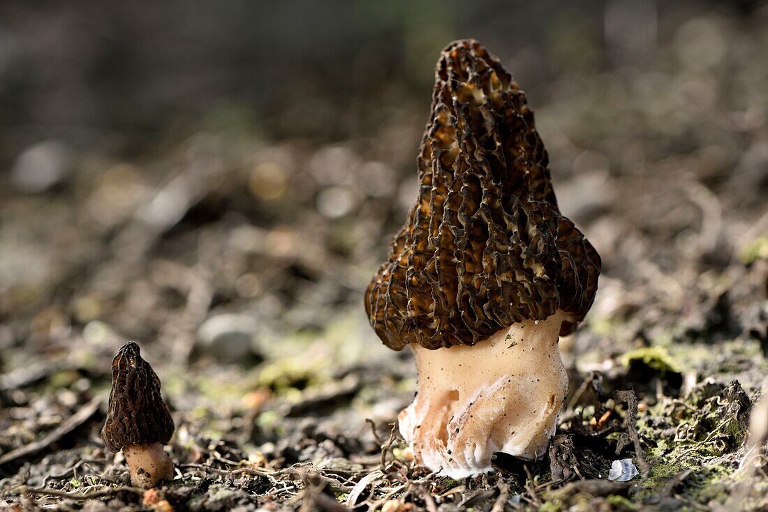 Frankreich, Territoire de Belfort, Dorf, Park, Leckere Morcheln (Morchella deliciosa oder M. conica var. deliciosa) im April, Speisepilz