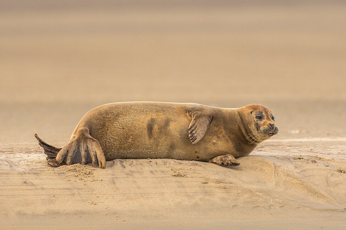 France, Pas de Calais, Opal Coast, Berck sur Mer, common seal (Phoca vitulina), seals are today one of the main tourist attractions of the Somme Bay and the Opal Coast\n