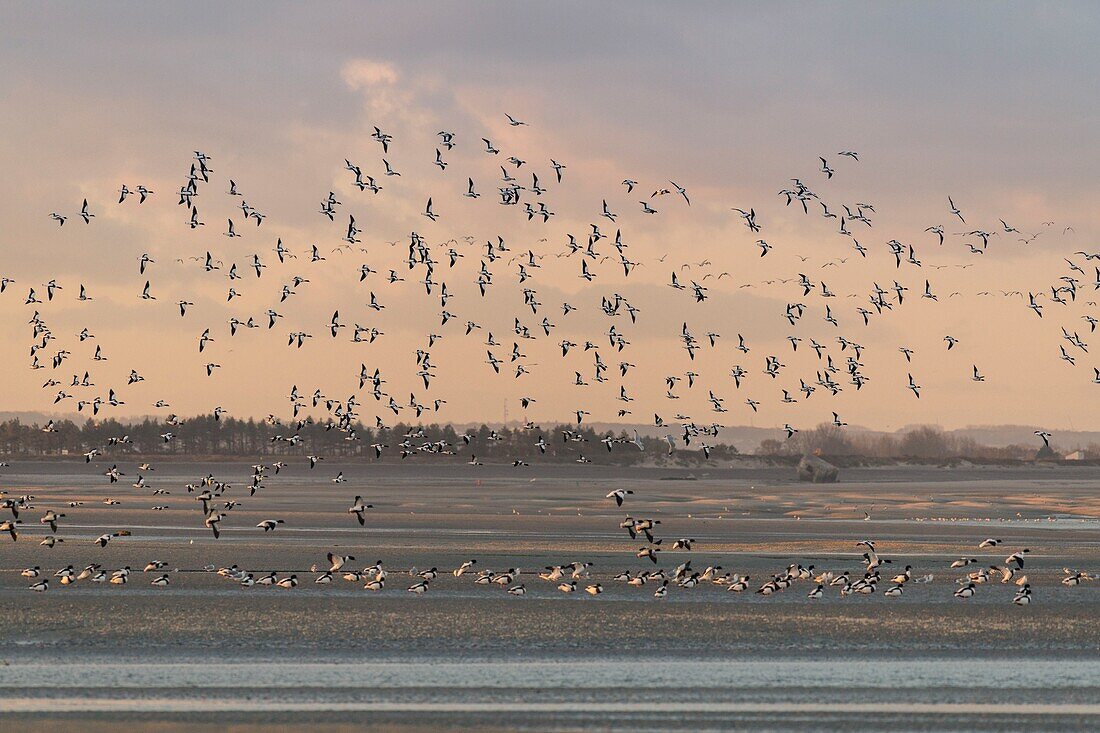 Frankreich, Somme, Somme-Bucht, Naturpark der Somme-Bucht, Le Crotoy, Strände der Maye, Flug der Brandgans (Tadorna tadorna)