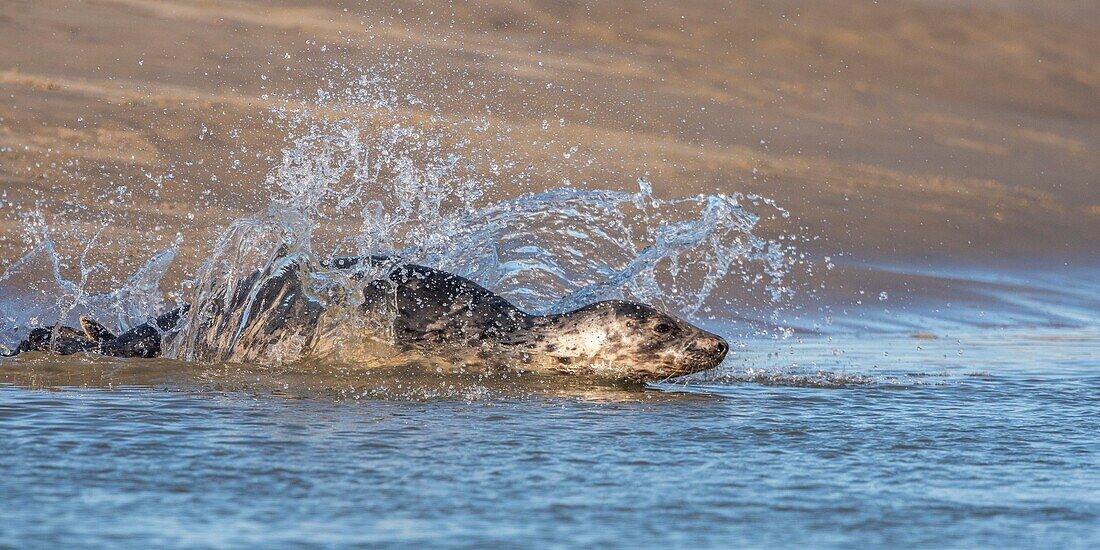 France, Pas de Calais, Opal Coast, Berck sur Mer, grey seal (Halichoerus grypus), seals are today one of the main tourist attractions of the Somme Bay and the Opal Coast\n