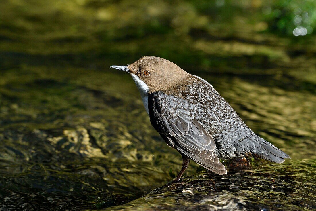 Frankreich, Doubs, Creuse-Tal, Vogel, Zinnobertaucher (Cinclus cinclus)