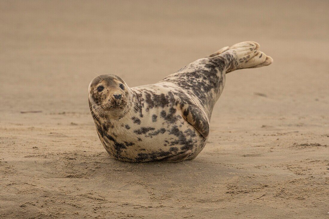 Frankreich, Pas de Calais, Authie Bay, Berck sur Mer, Kegelrobben (Halichoerus grypus), bei Ebbe ruhen die Robben auf den Sandbänken, von wo sie von der steigenden Flut verjagt werden, Bananenstellung